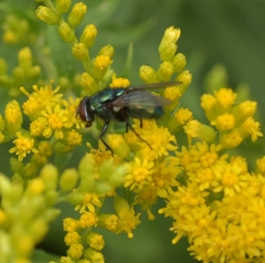 Lucilia sericata