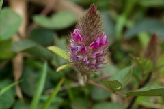 Uraria lagopodioides