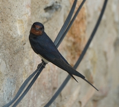 Hirundo rustica rustica