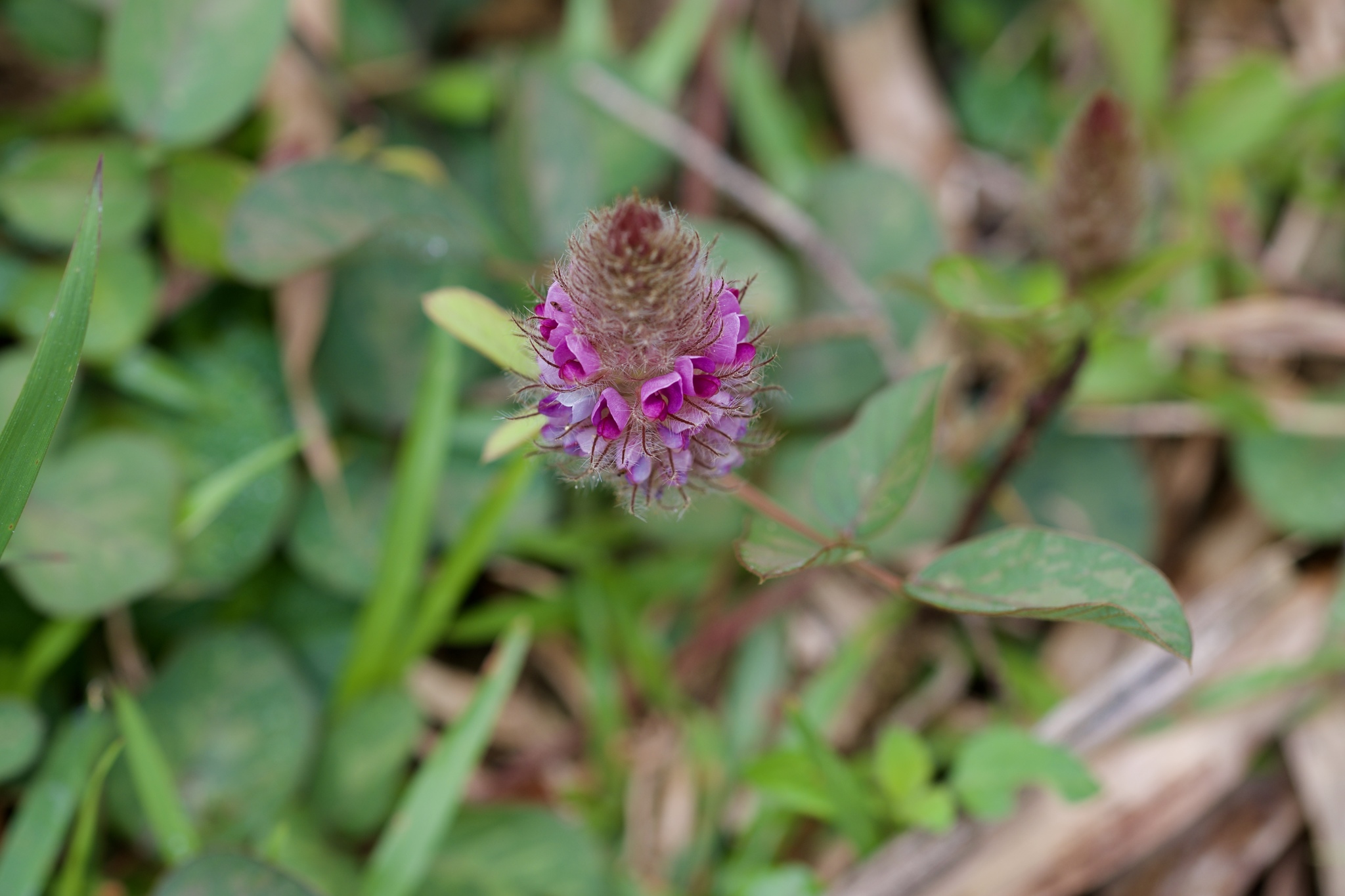 Uraria lagopodioides — ảnh 2