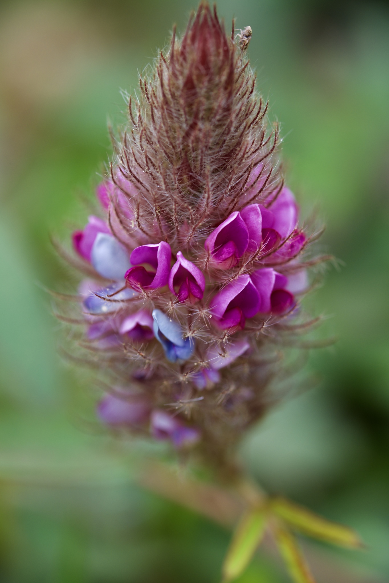 Uraria lagopodioides — ảnh 3