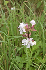 Saponaria officinalis