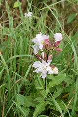 Saponaria officinalis