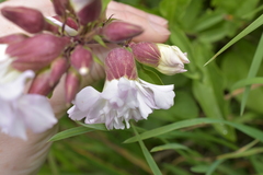 Saponaria officinalis