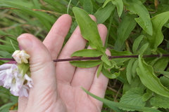 Saponaria officinalis