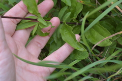 Saponaria officinalis