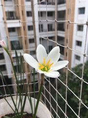 Zephyranthes candida