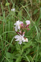 Saponaria officinalis