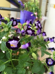 Torenia fournieri