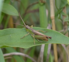 Pseudochorthippus parallelus
