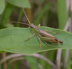 Pseudochorthippus parallelus