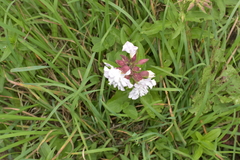 Saponaria officinalis