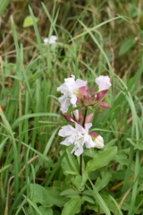 Saponaria officinalis