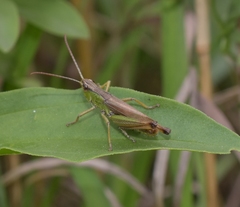 Pseudochorthippus parallelus