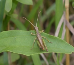 Pseudochorthippus parallelus