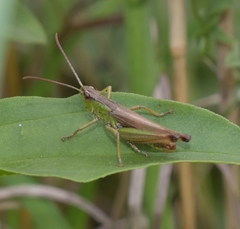 Pseudochorthippus parallelus