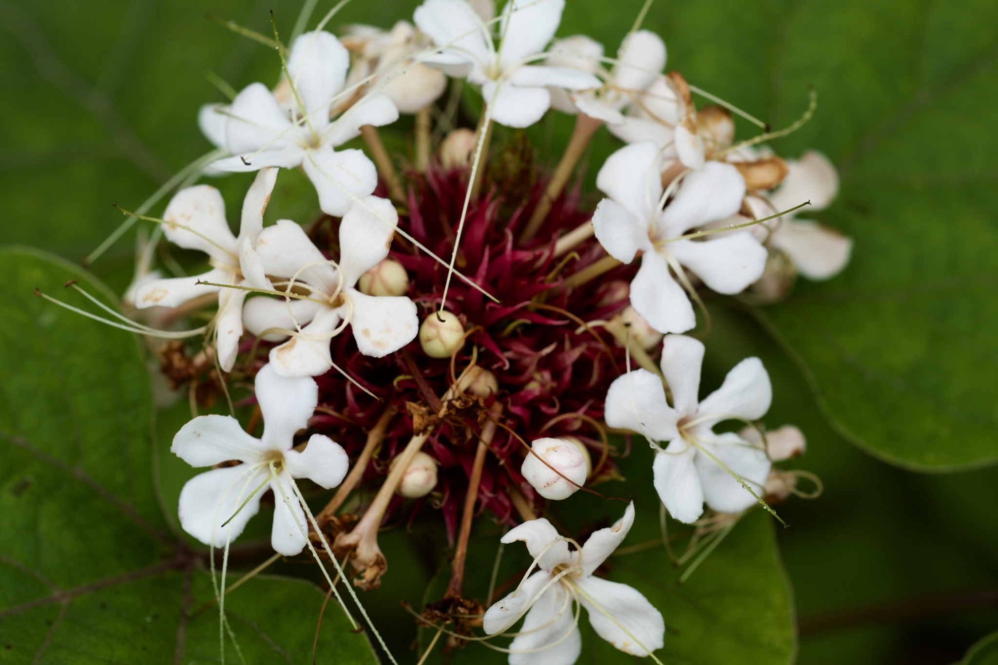Ngọc nữ hoa râm (Clerodendrum canescens)