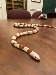 Lampropeltis ruthveni