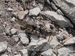 Trimerotropis diversellus