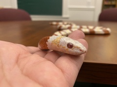 Lampropeltis ruthveni