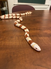 Lampropeltis ruthveni