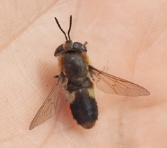 Heptatoma pellucens