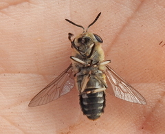 Heptatoma pellucens