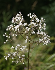 Valeriana excelsa