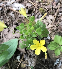 Oxalis macrantha