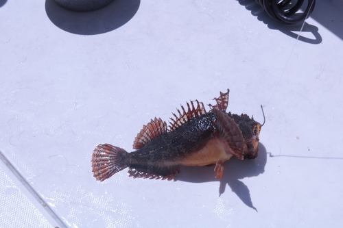 Atlantic sea raven (Hemitripterus americanus) — Hemitripteridae — 3