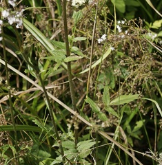 Valeriana excelsa