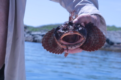 Hemitripterus americanus