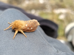 Pharmacis aemilianus