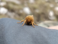 Pharmacis aemilianus