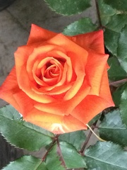 Rosa