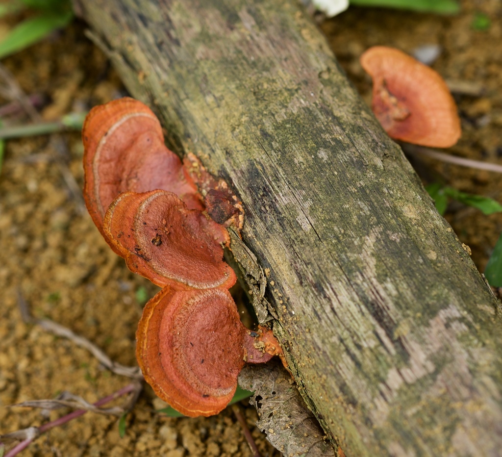 Trametes sanguinea · April 2018 · photo: © shawnodonnell (iNaturalist, cc0)