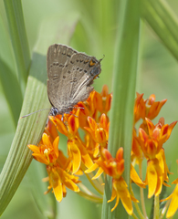 Satyrium edwardsii