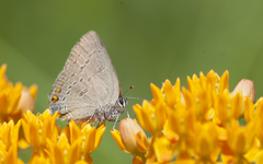 Satyrium edwardsii