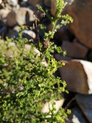 Senecio pubigerus