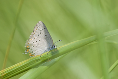 Satyrium acadica