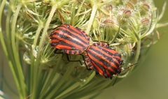 Graphosoma italicum italicum
