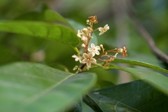 Sterculia lanceolata