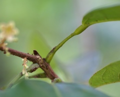 Sterculia lanceolata