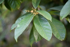 Sterculia lanceolata