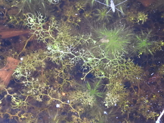 Utricularia minor