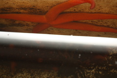 Henricia leviuscula