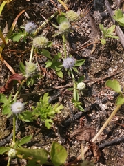 Eryngium prostratum