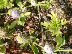 Eryngium prostratum
