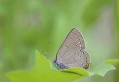 Satyrium edwardsii