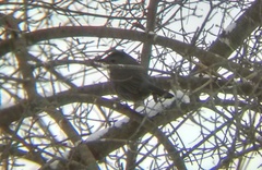 Dumetella carolinensis